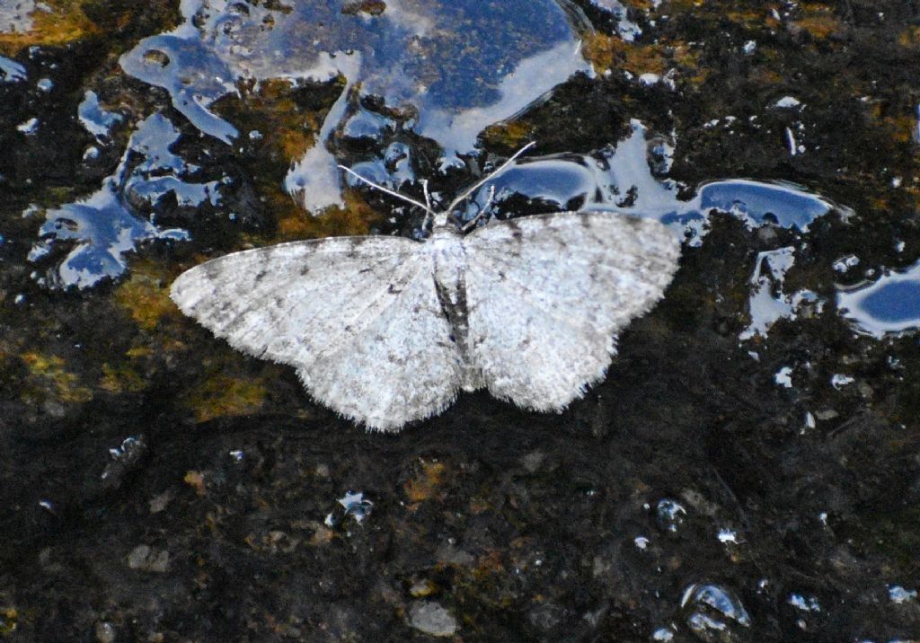 Aethalura punctulata (Geometridae) da confermare